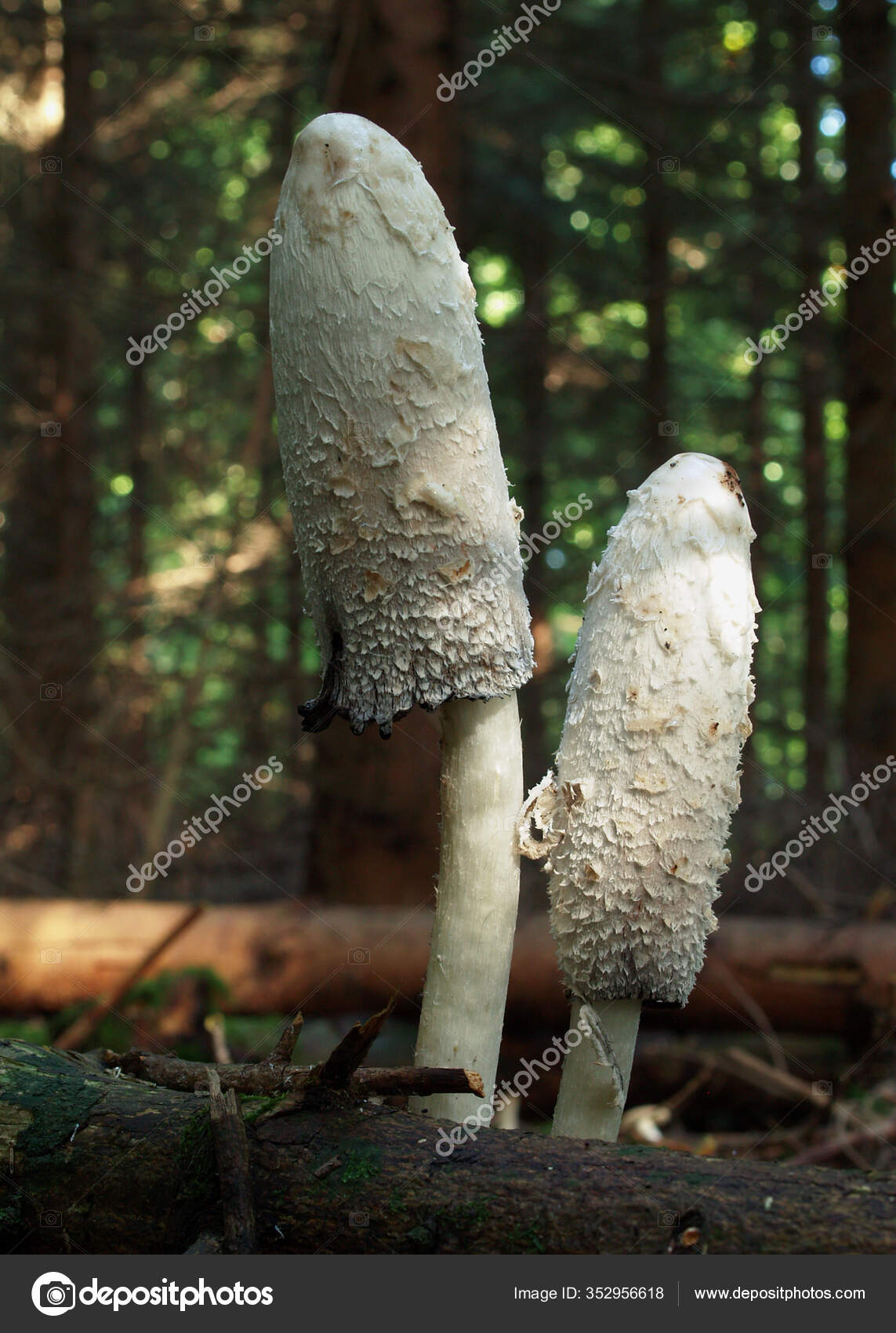 Podtinting Coprinus Comatus También Llamado Asparagus Fungus Hongo Del  Género — Foto de stock #352956618 © PantherMediaSeller, image size:1143x1700