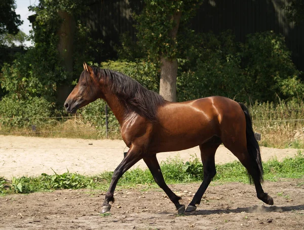 Koně Venku Dne — Stock fotografie