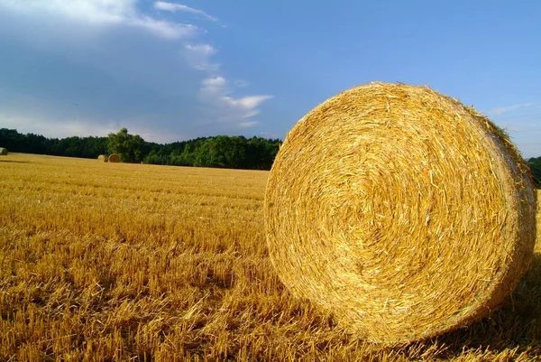 Visão Panorâmica Agricultura Foco Seletivo — Fotografia de Stock