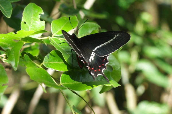 Екзотичний Метелик Крилами Комаха — стокове фото