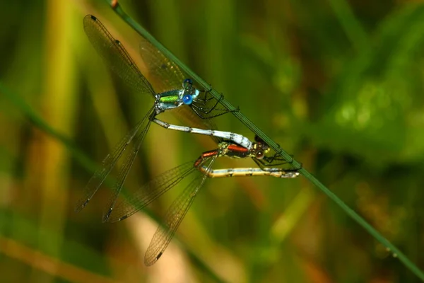 Vue Rapprochée Insecte Nature — Photo