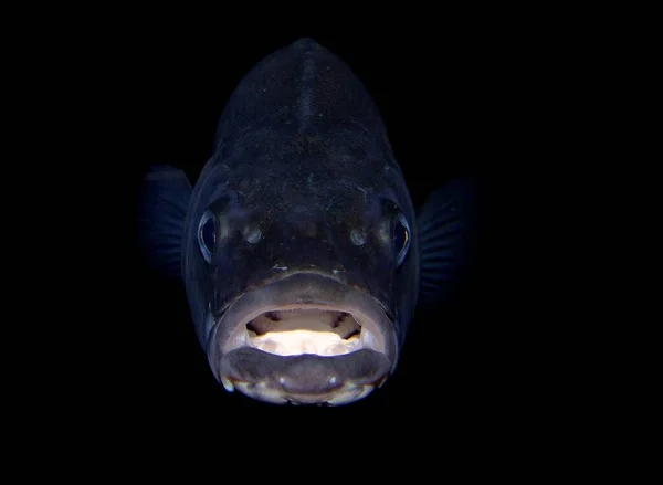 Рыба Аквариуме Отражением — стоковое фото