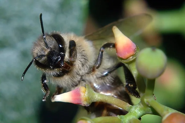 Uma Abelha Uma Flor — Fotografia de Stock