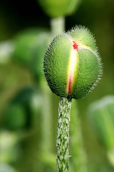 Hermoso Plano Botánico Fondo Pantalla Natural — Foto de Stock