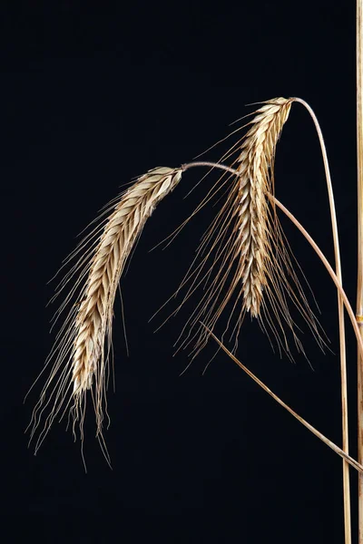 Ears Corn Agriculture Field — Stock Photo, Image