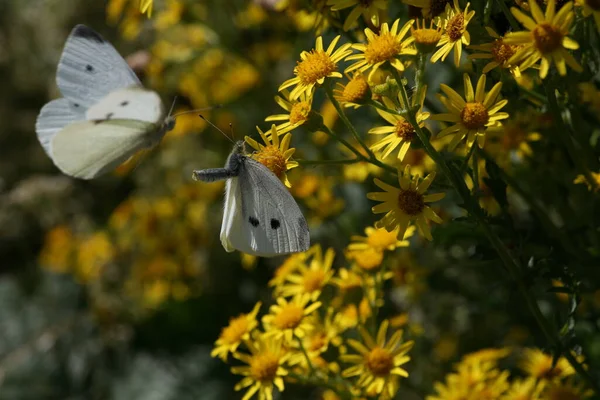 Balzflug Little Cabbage White Repülés Hím Virág Mag Wucherblume Nőstény — Stock Fotó