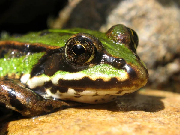 Anfibio Animal Rana Naturaleza — Foto de Stock