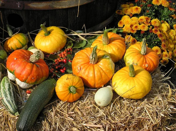 Citrouilles Gourdes Dans Jardin — Photo