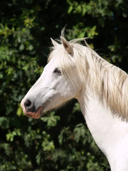 Niedliches Pferd Wilder Natur — Stockfoto