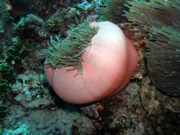 Maldiverna Semester Ett Paradis — Stockfoto