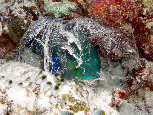 Closeup View Parrotfish Water — Stock Photo, Image