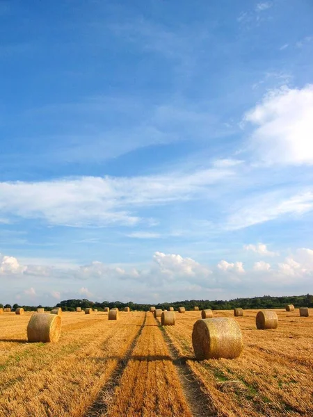 藁玉のある農業分野 — ストック写真