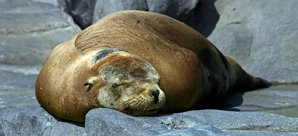 How Animals Endure Hot Days — Stock Photo, Image