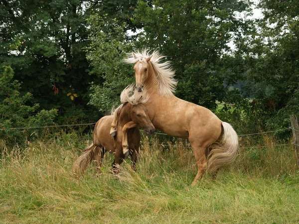 田里的马 — 图库照片