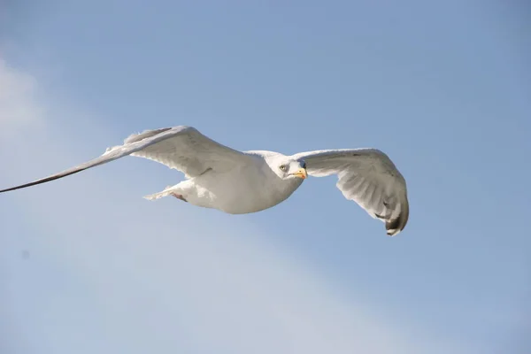 Vista Panorámica Hermosas Aves Gaviota Naturaleza —  Fotos de Stock