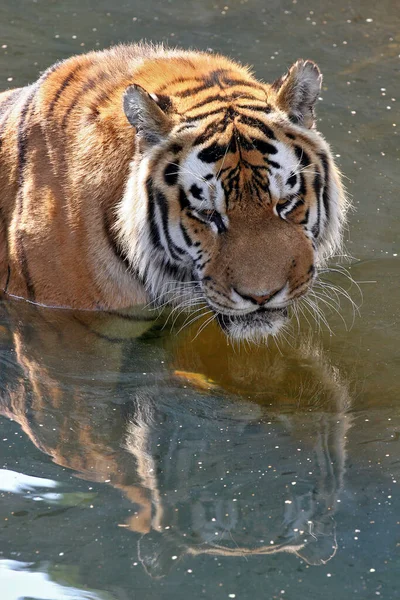 Tigre Rayado Animal Depredador Salvaje Gato —  Fotos de Stock