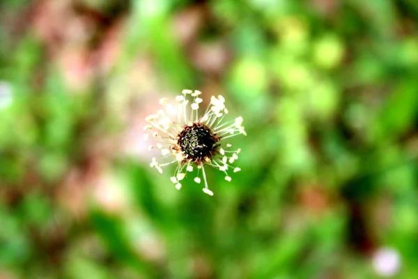 Belles Fleurs Fond Concept Floral — Photo