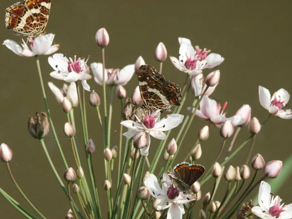 Bottom Right You Can See Hauhechel Blulish Unfortunately Only Female — Stock Photo, Image