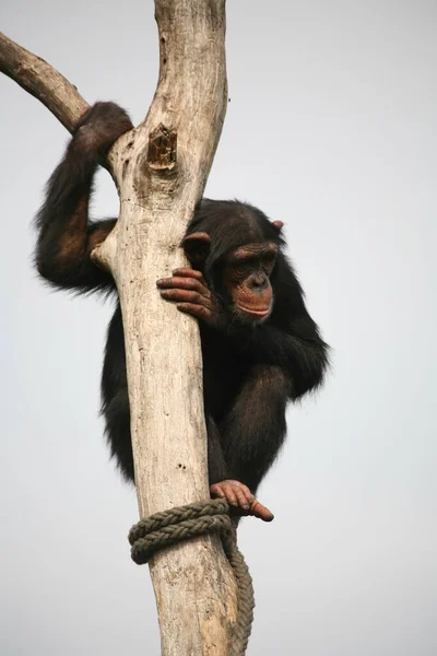 Chimpancé Árbol — Foto de Stock