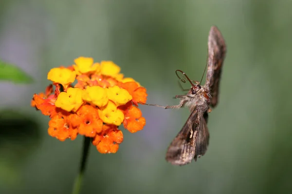 Borboleta Aproximando Uma Selvagem — Fotografia de Stock