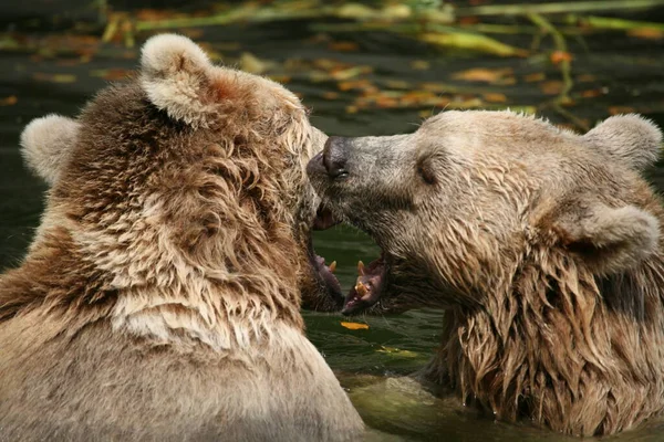 Barna Medve Állat Grizzly — Stock Fotó