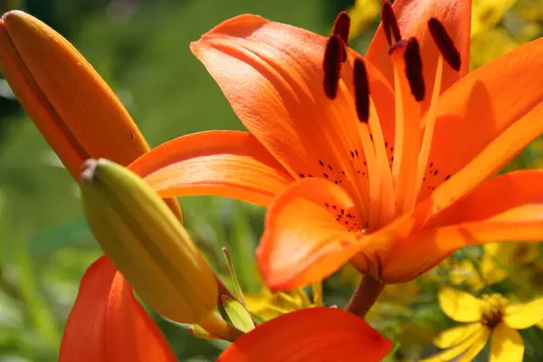 Schöne Blumen Blumiges Konzept Hintergrund — Stockfoto