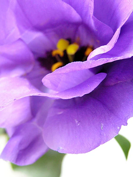 Schöne Botanische Aufnahme Natürliche Tapete — Stockfoto