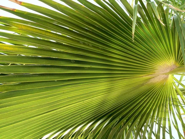 Green Palm Leaves White Background — Stock Photo, Image