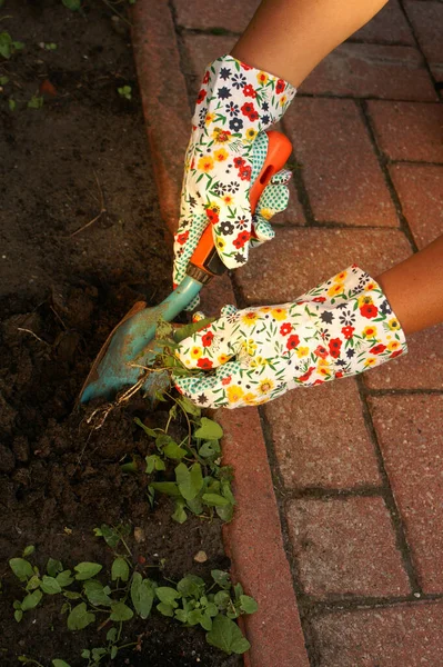 Gardening Work Gloves — Stock Photo, Image