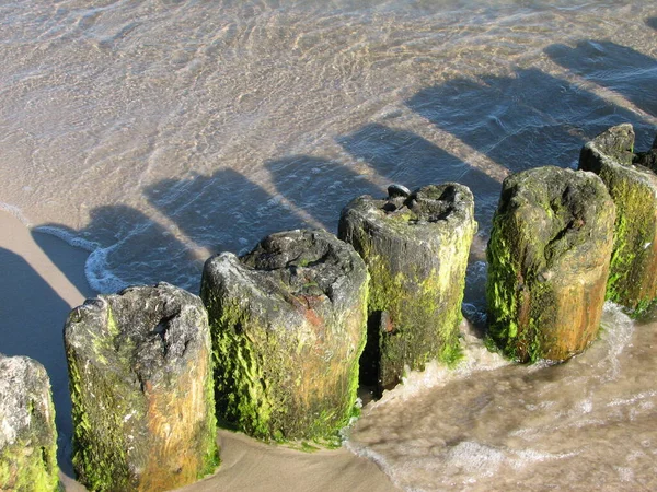 Überreste Uralter Bohnen Ostseestrand Bei Kolobrzeg Ehemals Kolberg Pommern Polen — Stockfoto