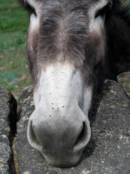 Burro Animal Fauna Ganadería — Foto de Stock