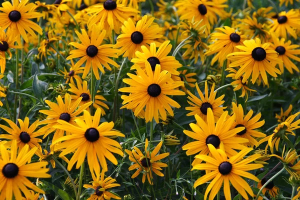 Flora Campo Pétalas Flores Coneflowers — Fotografia de Stock