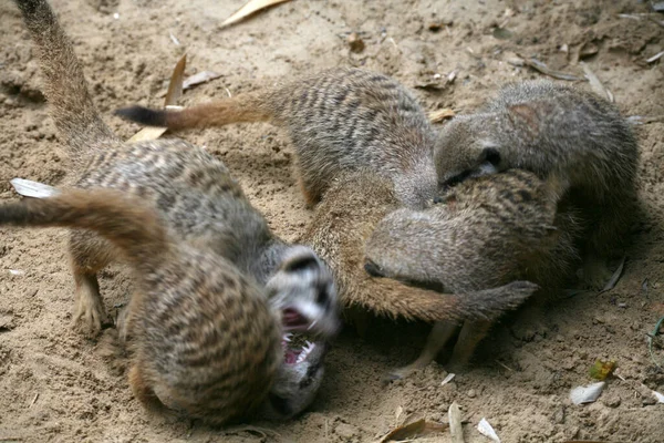 Ζώο Του Meerkat Εξεζητημένο Μικρό Μαγκούστα — Φωτογραφία Αρχείου