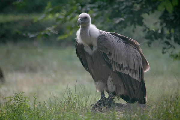 Schilderachtig Uitzicht Prachtige Vogel Natuur — Stockfoto