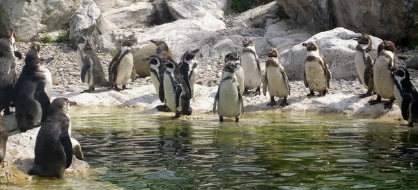 Pinguini Bianchi Neri Fauna Naturale — Foto Stock