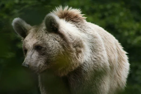 Brązowy Niedźwiedź Zwierzę Grizzly — Zdjęcie stockowe