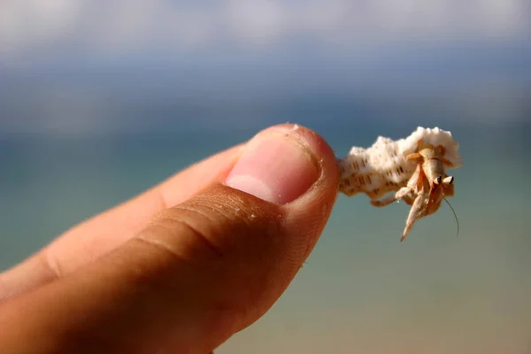 手拿着螃蟹棒在海滩上 — 图库照片