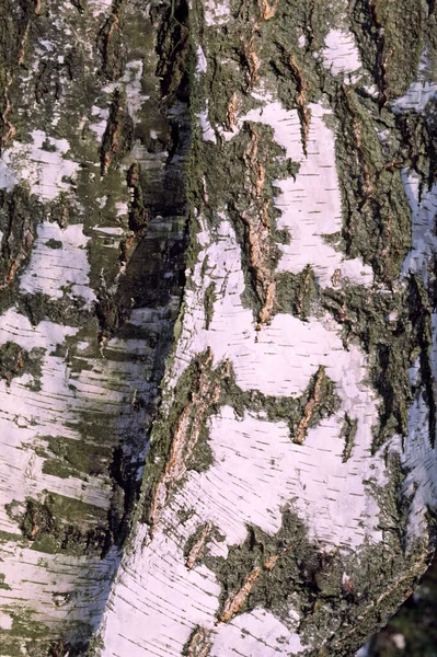 Bäume Wald Birkenstamm — Stockfoto
