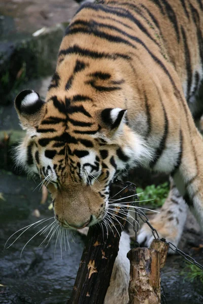 Gestreiftes Tigertier Raubtier Wildkatze — Stockfoto