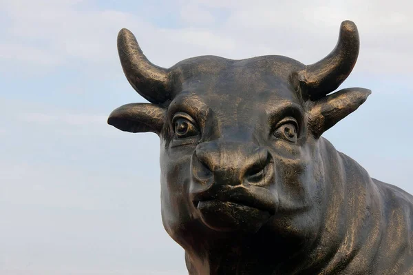 Een Close Van Een Koe Het Veld — Stockfoto