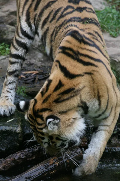 Striped Tiger Animal Predator Wildcat — Stock Photo, Image