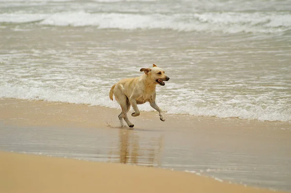 Skapad Maj 2006 Atlantstranden Tarifa Spanien — Stockfoto