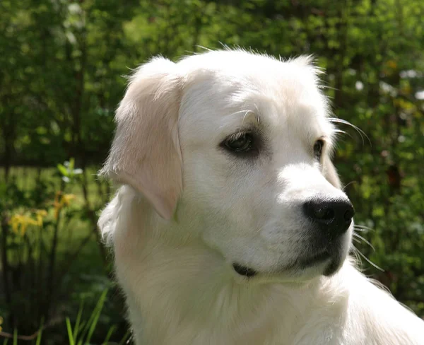 Portret Van Een Schattige Hond — Stockfoto