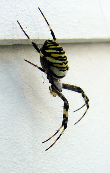 Close Van Een Insect Wilde Natuur — Stockfoto