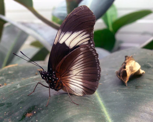 Mariposa Exótica Con Alas Insecto — Foto de Stock