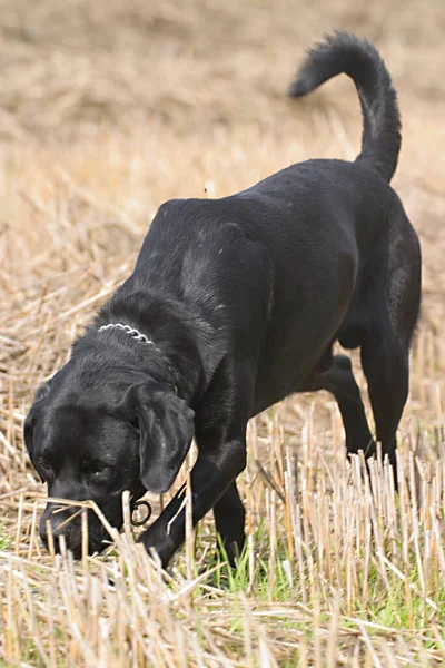Czarny Pies Polu Ściernym — Zdjęcie stockowe