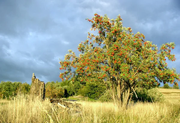 Outono Paisagem Com Árvores Grama Verde — Fotografia de Stock