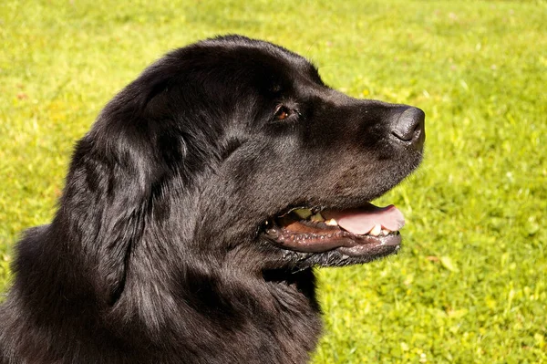 Retrato Cão Bonito — Fotografia de Stock