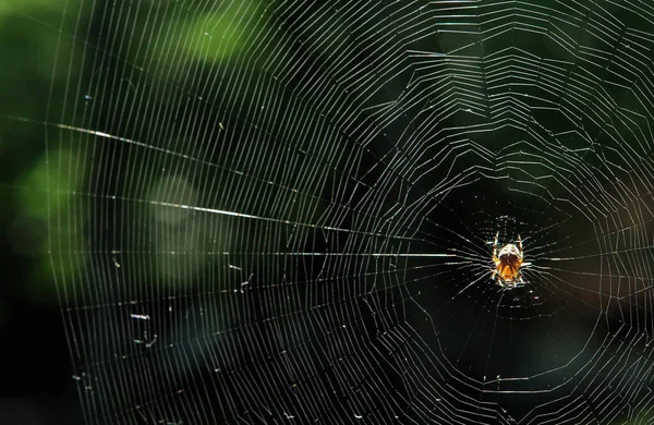 Ragno Trappola Insetti Animale — Foto Stock