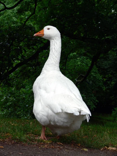 Malerischer Blick Auf Die Weihnachtsfeiertage — Stockfoto